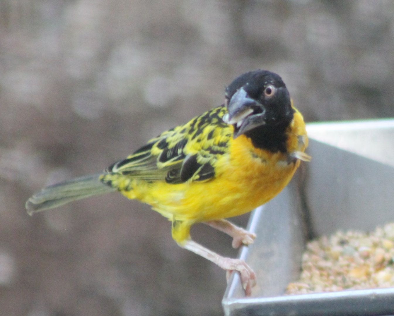 Village weaver