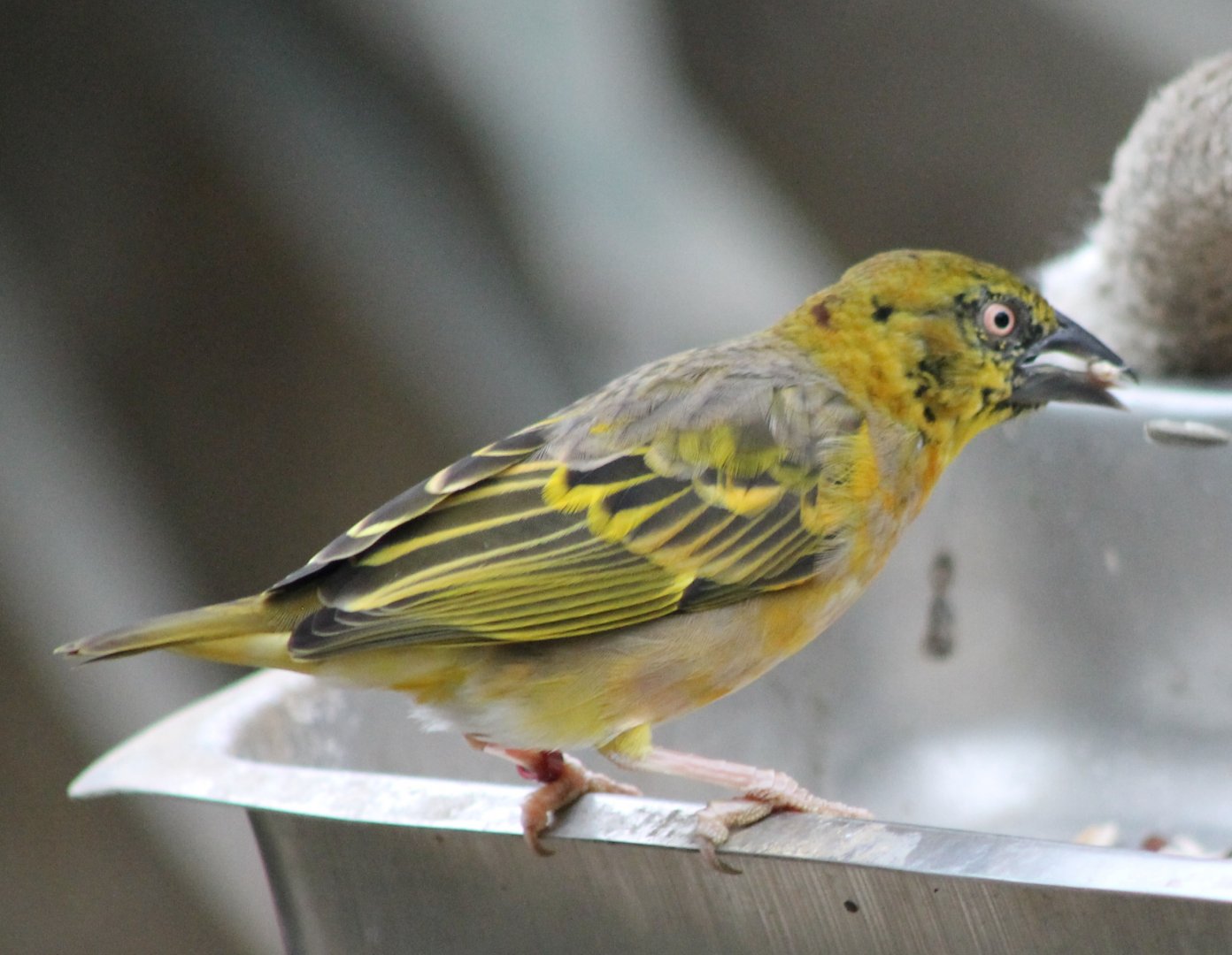 Village weaver