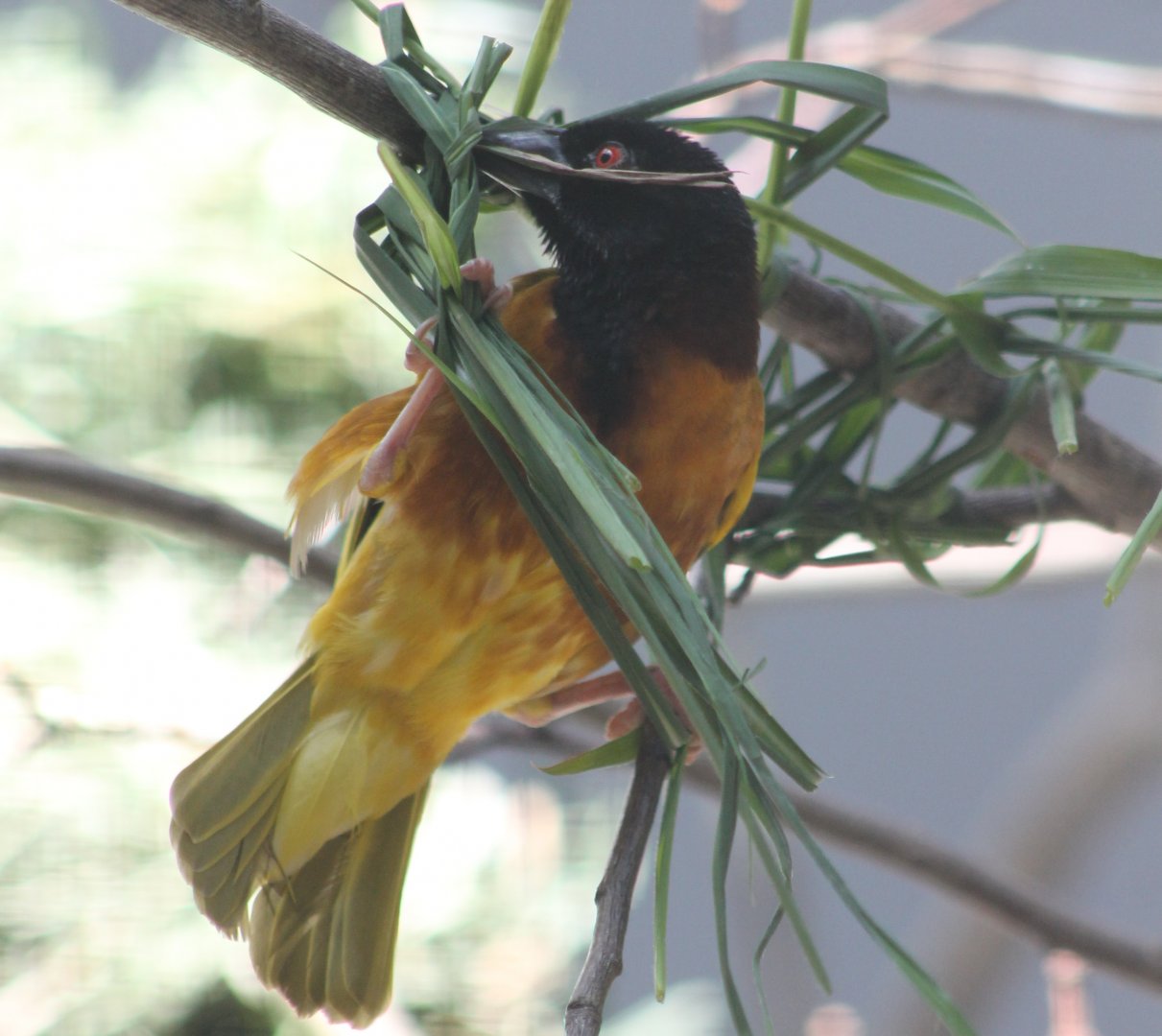 Village weaver
