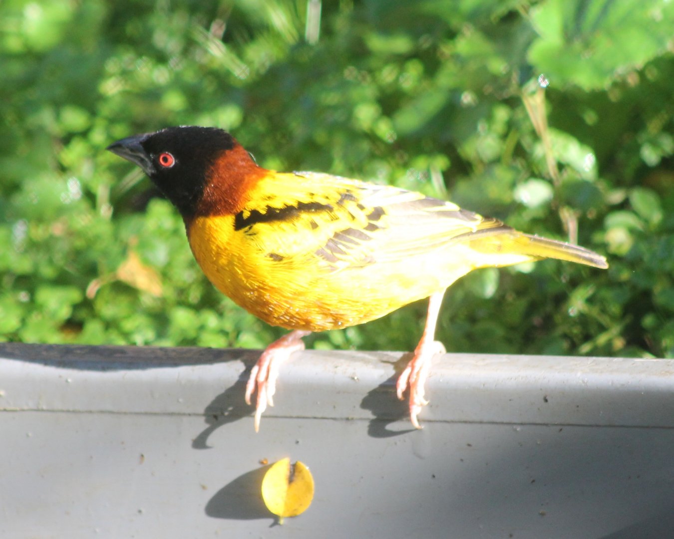 Village weaver