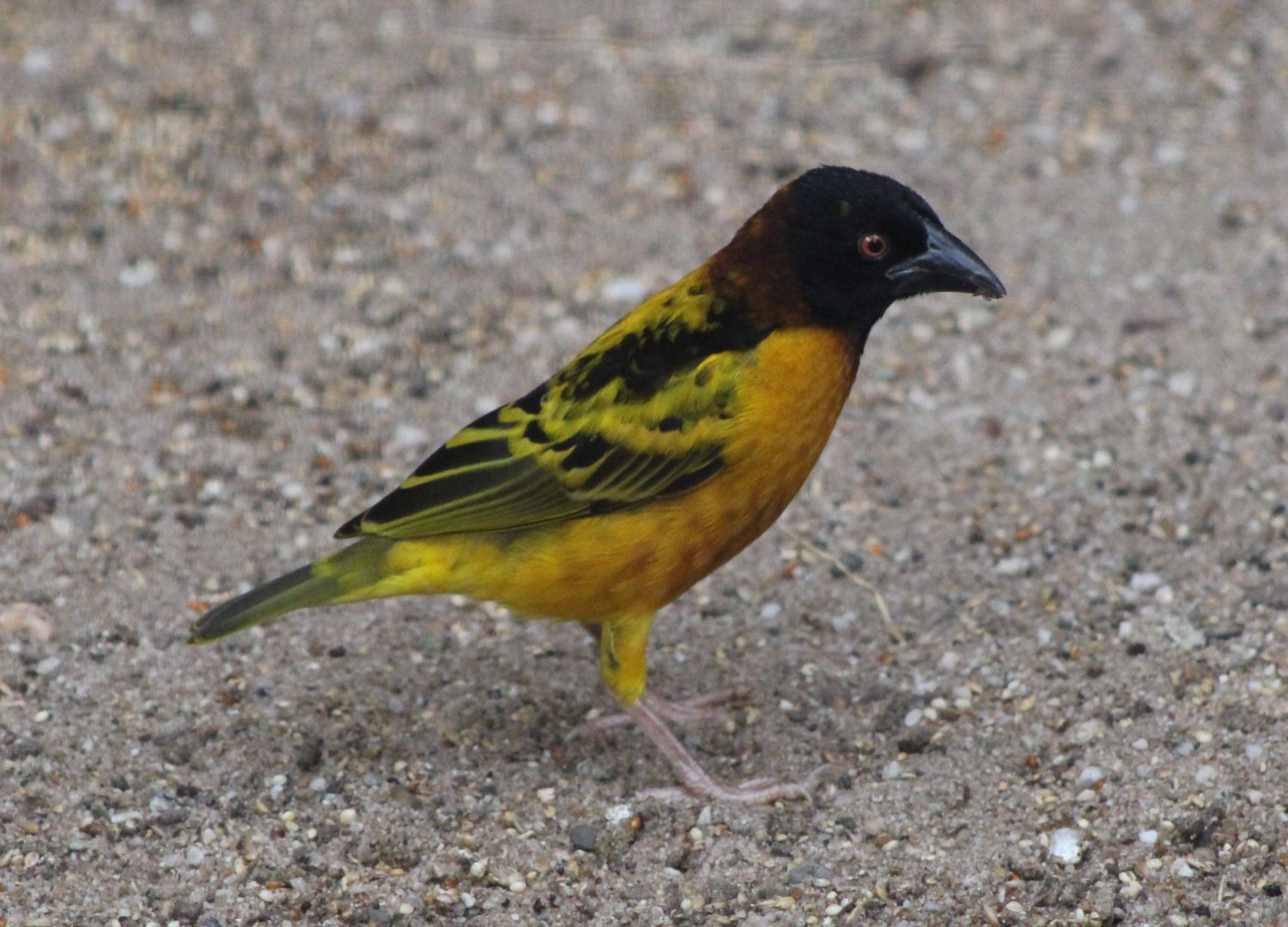 Village weaver