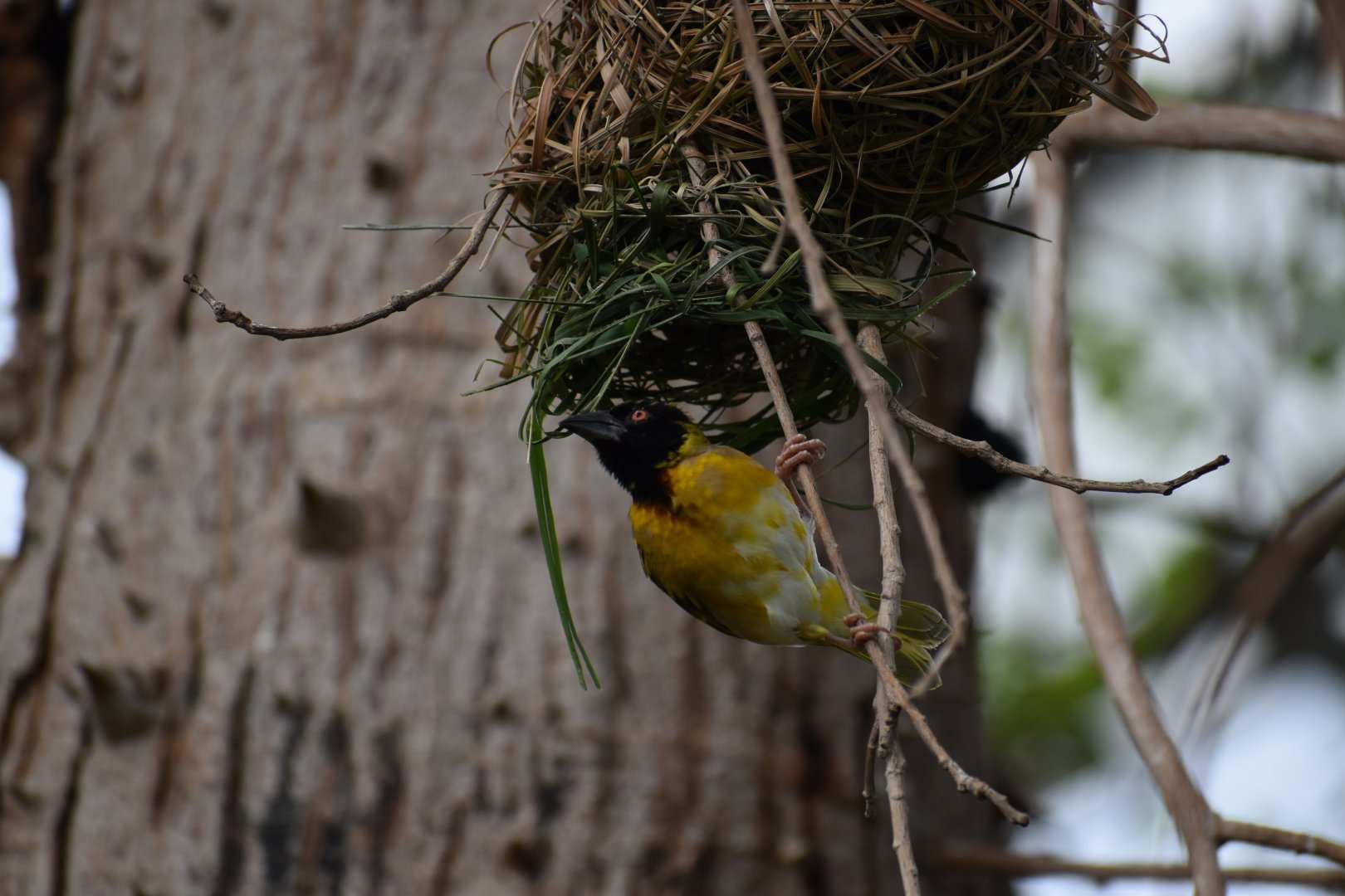 Village weaver