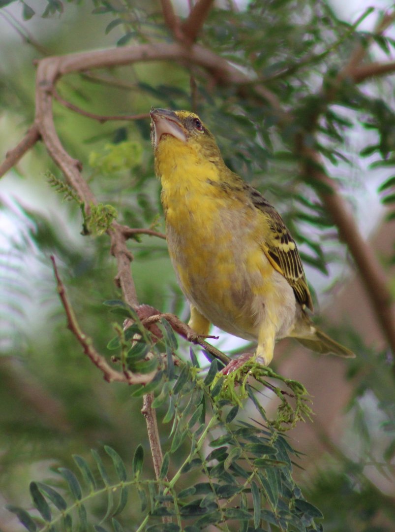 Village weaver