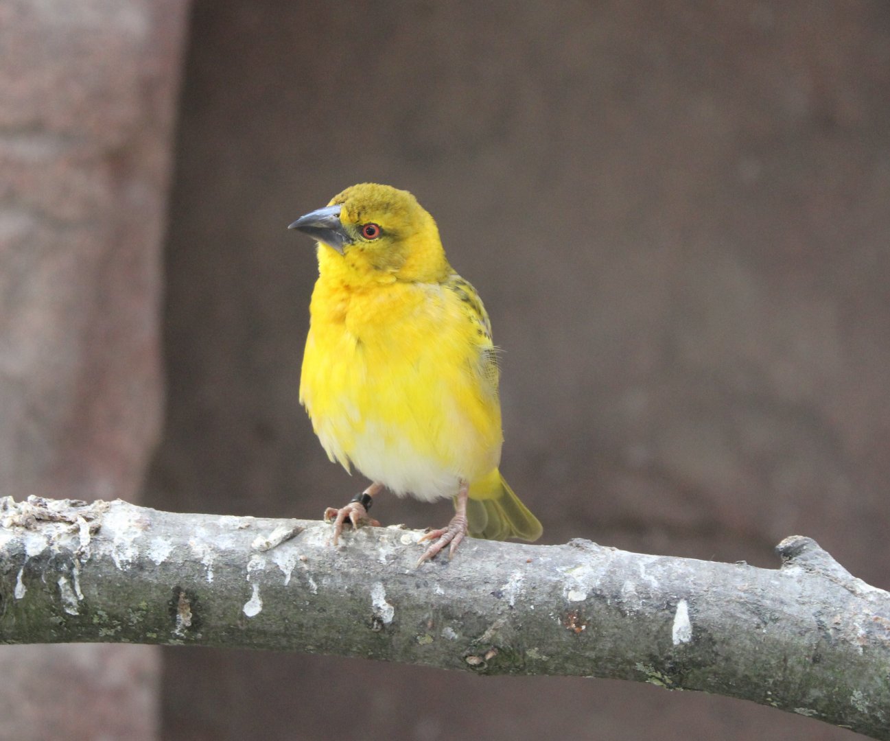 Village weaver