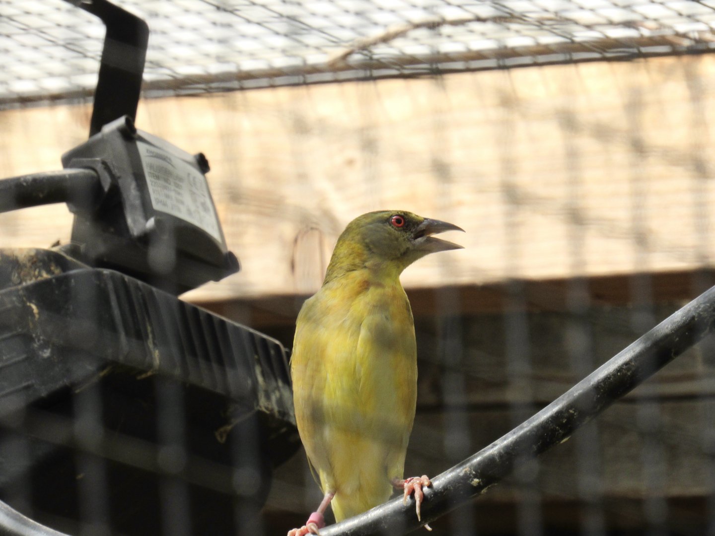 Village Weaver