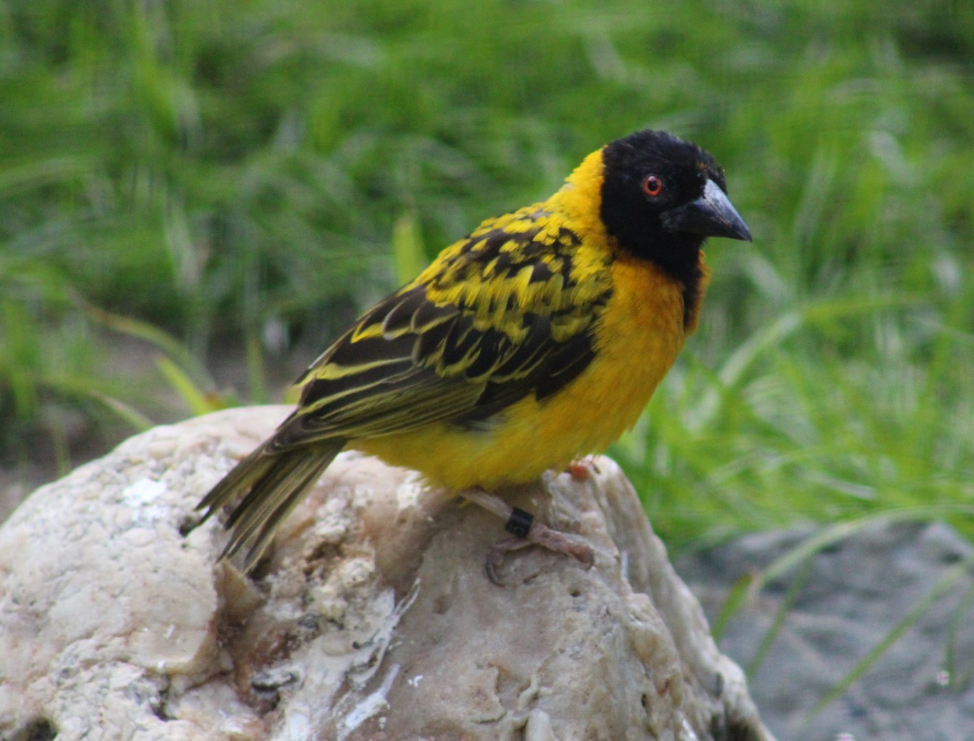 Village weaver