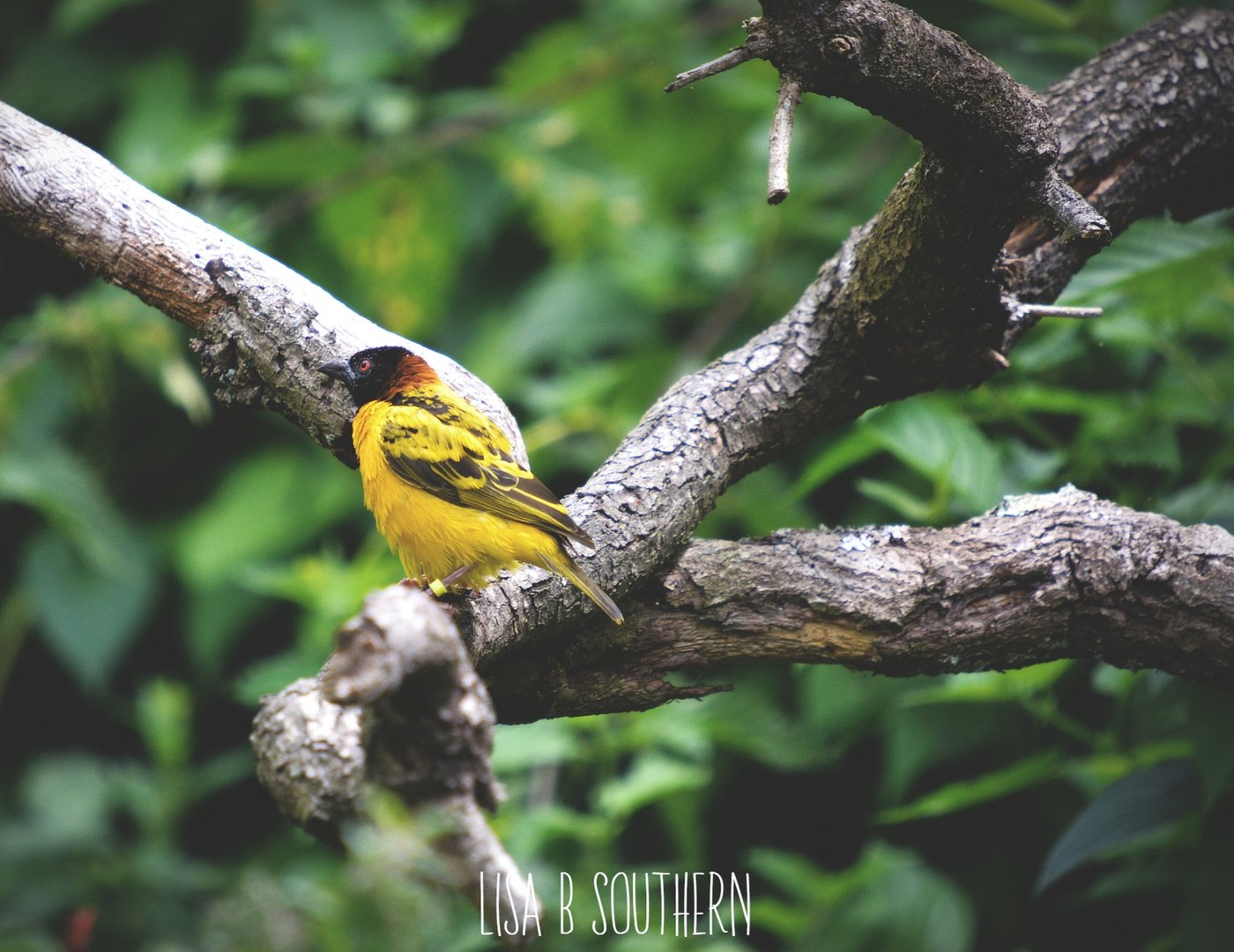 Village Weaver