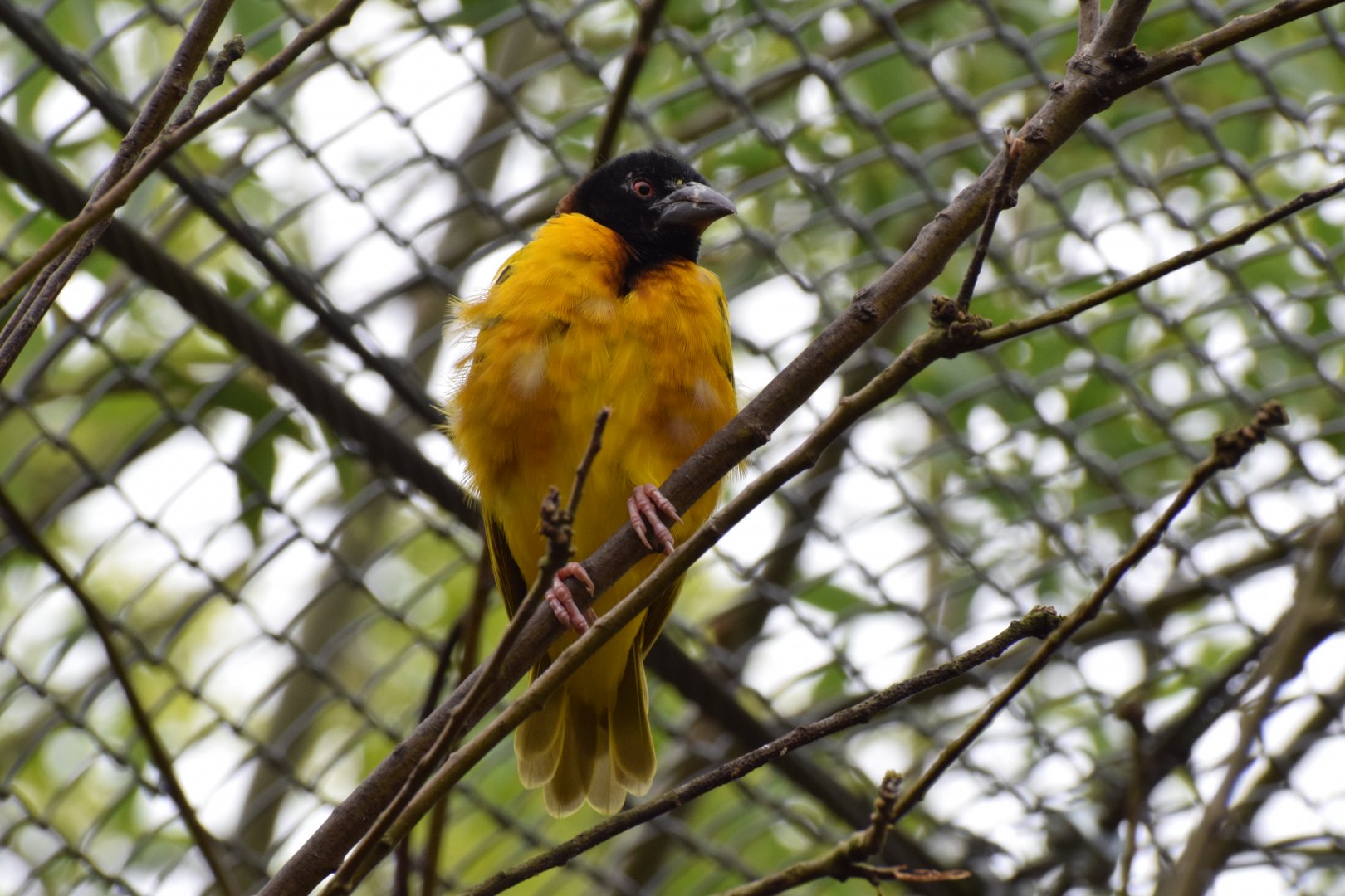 Village weaver