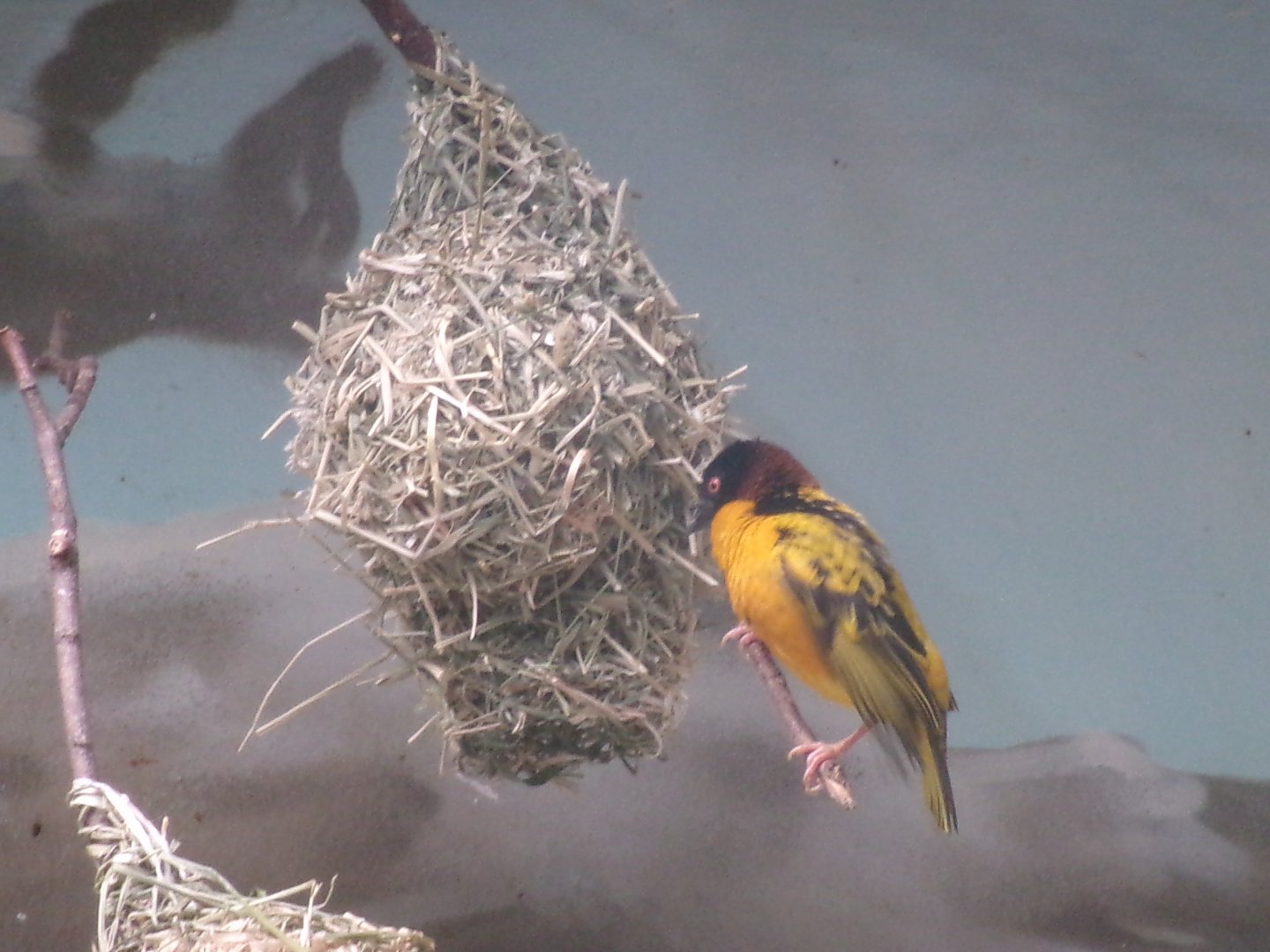 Village weaver