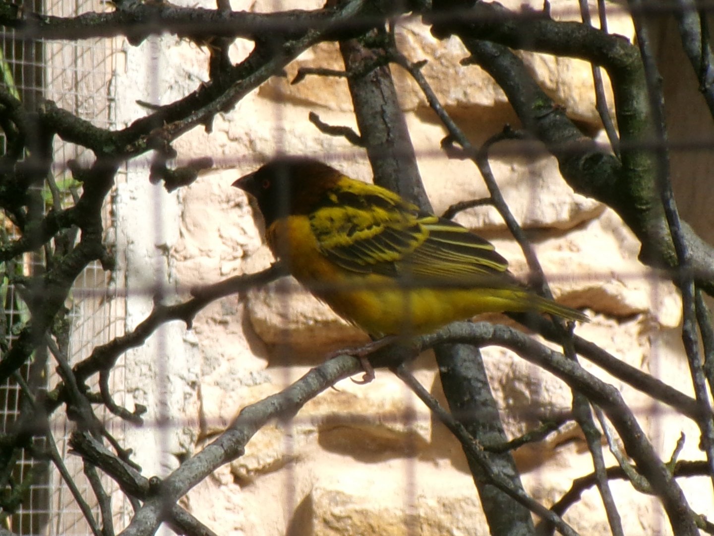 Village weaver