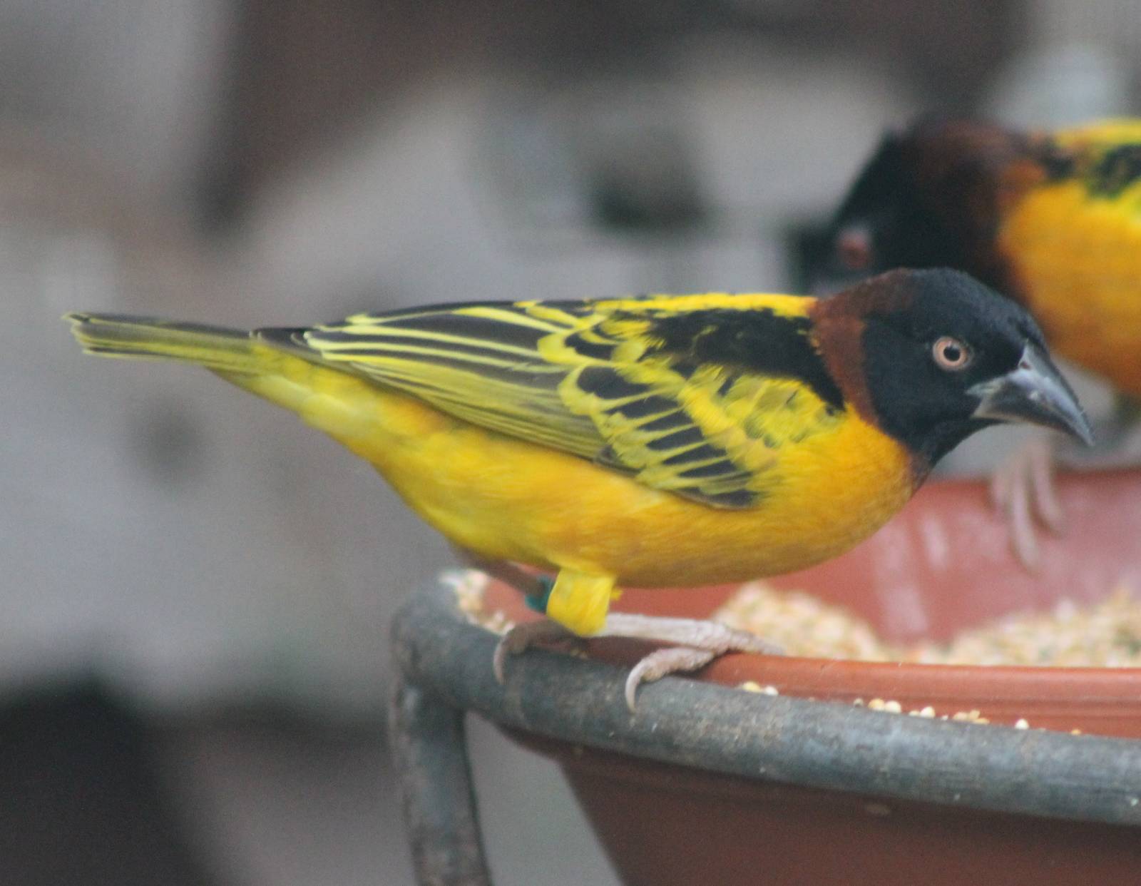 Village weavers males