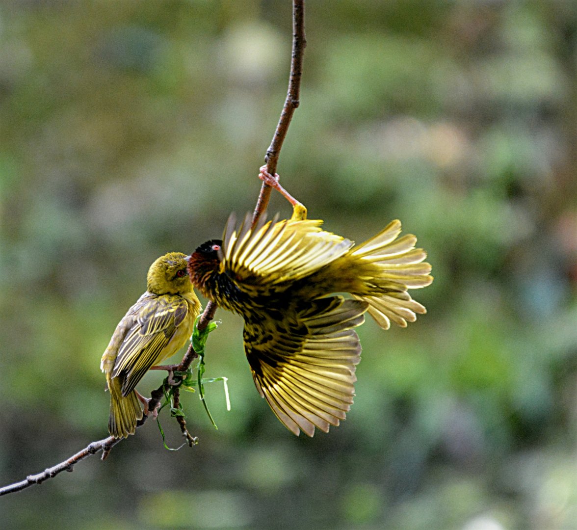Villager Weaver Bird Display