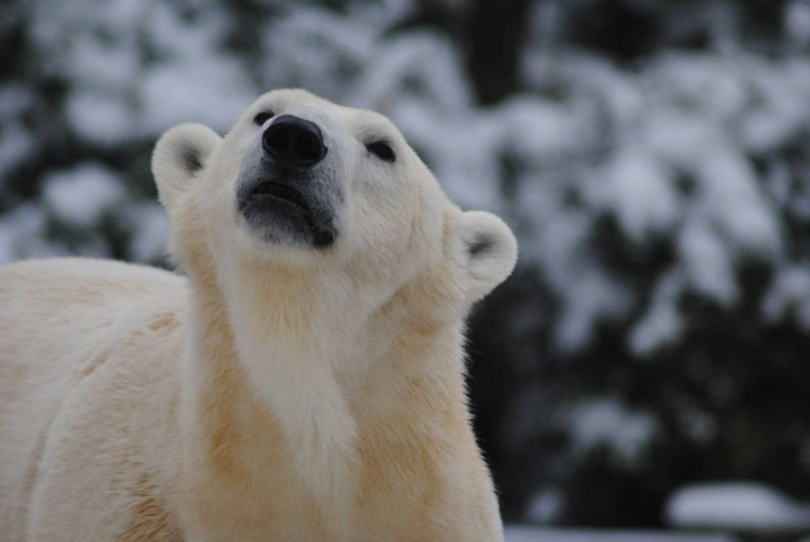 Vilma, the polar bear