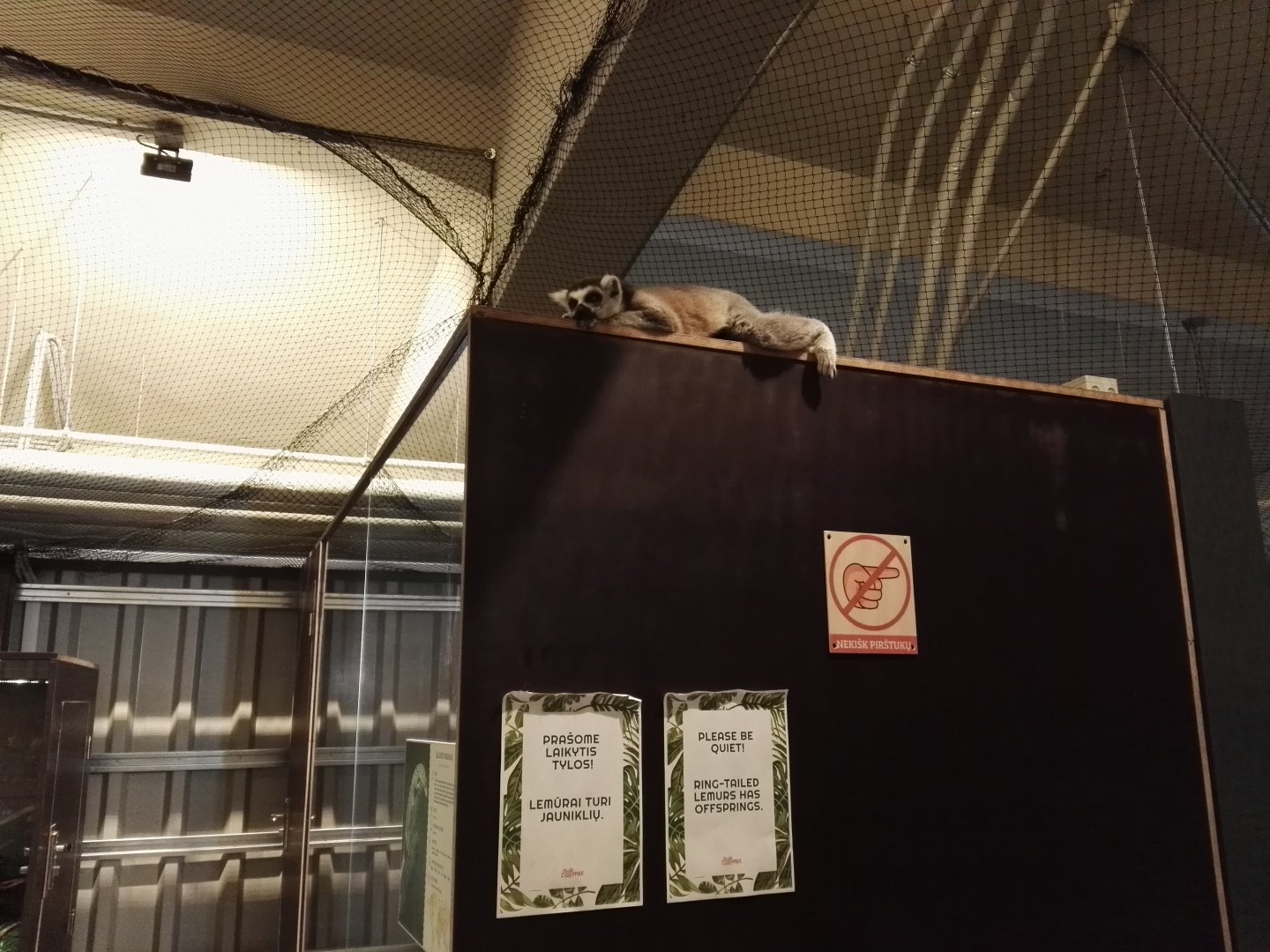 Vilnius Zoopark - free roaming Ring-tailed Lemur (on top of a terrarium)