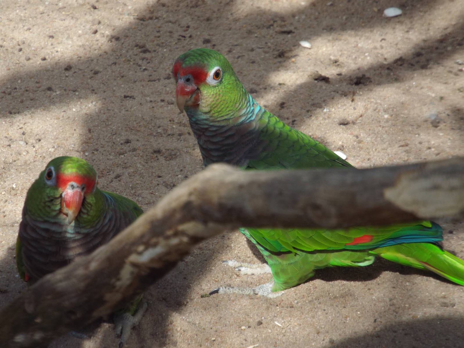 Vinaceous Amazon (Amazona vinacea) at Wilhelma - April 10th 2015