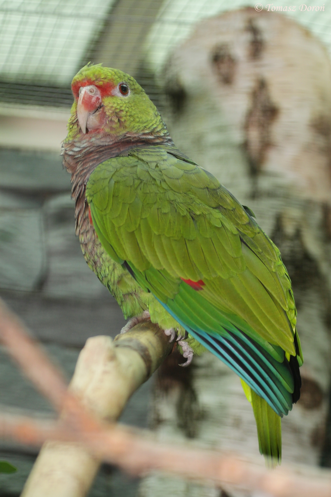Vinaceous Amazon (Amazona vinacea)
