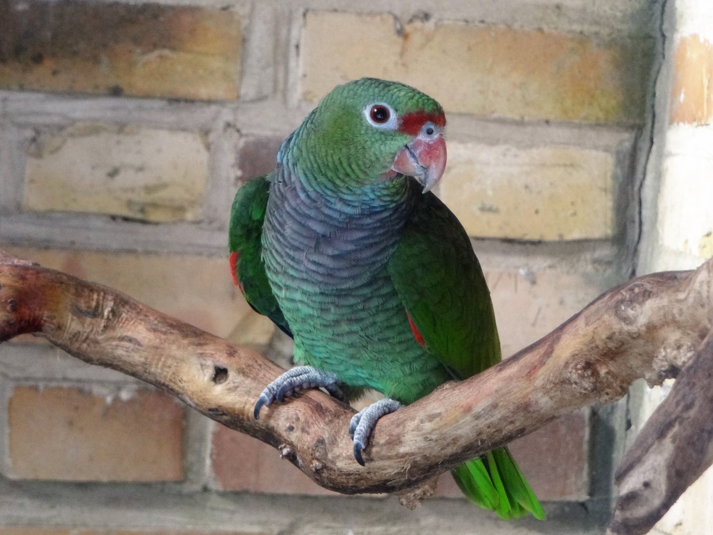 Vinaceous amazon (Amazona vinacea)