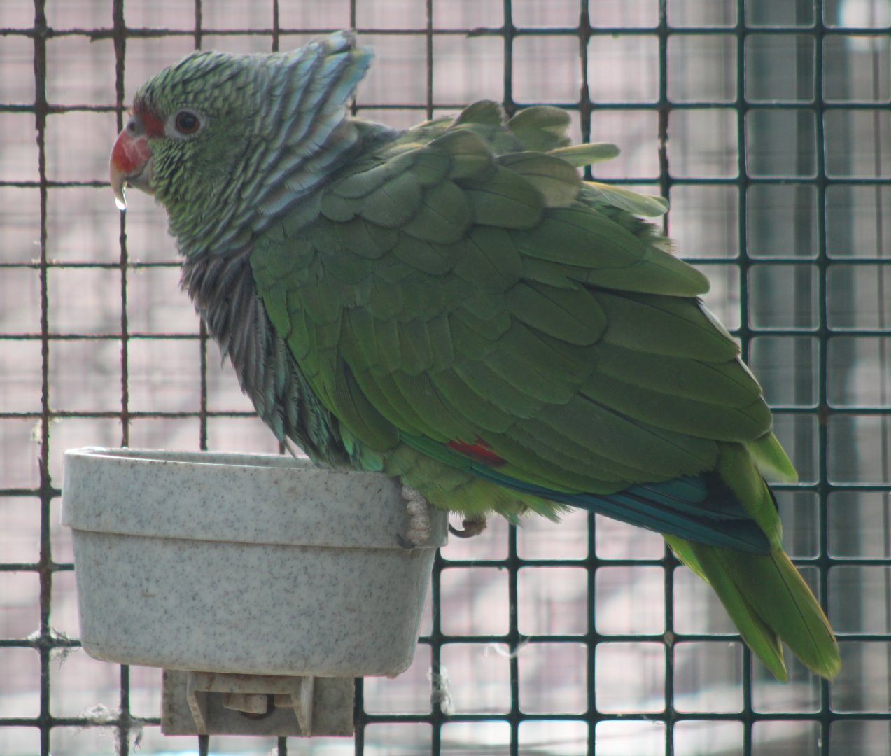 Vinaceous amazon at the feeding-bowl