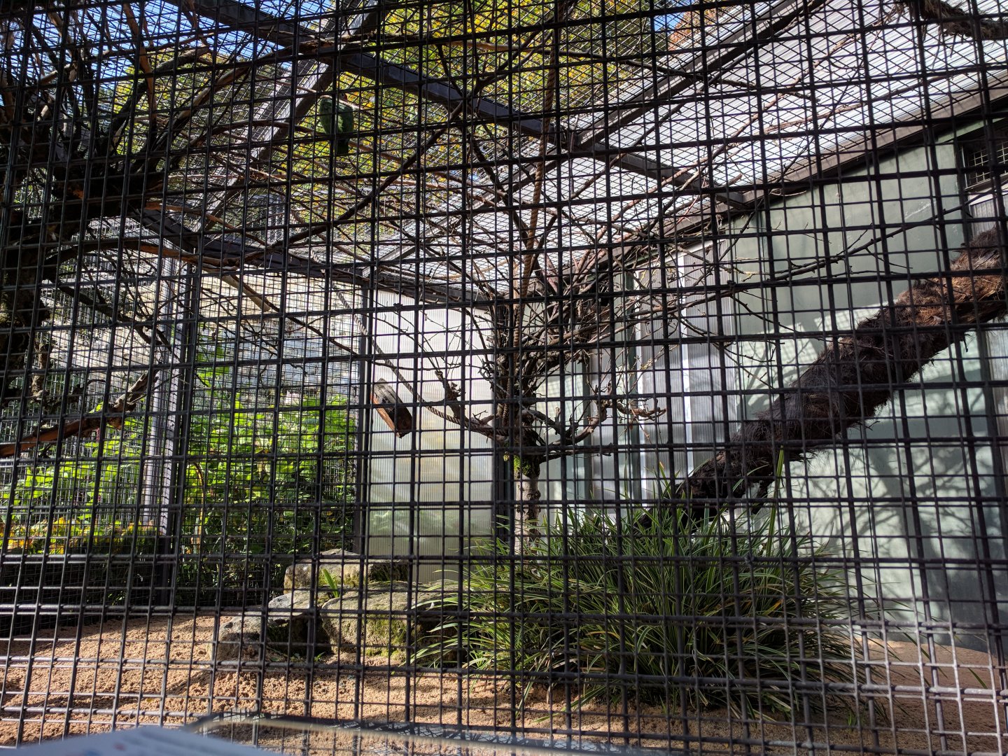 Vinaceous Amazon aviary