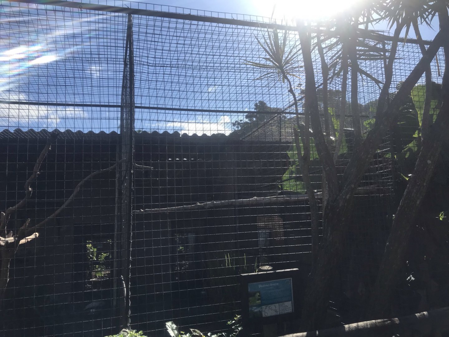 Vinaceous Amazon Cage