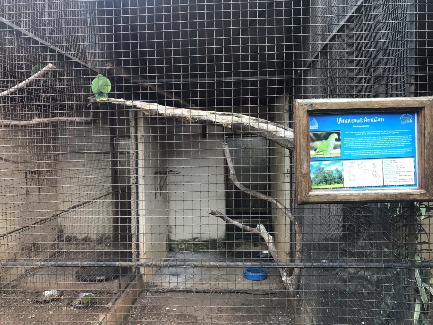 Vinaceous Amazon Exhibit