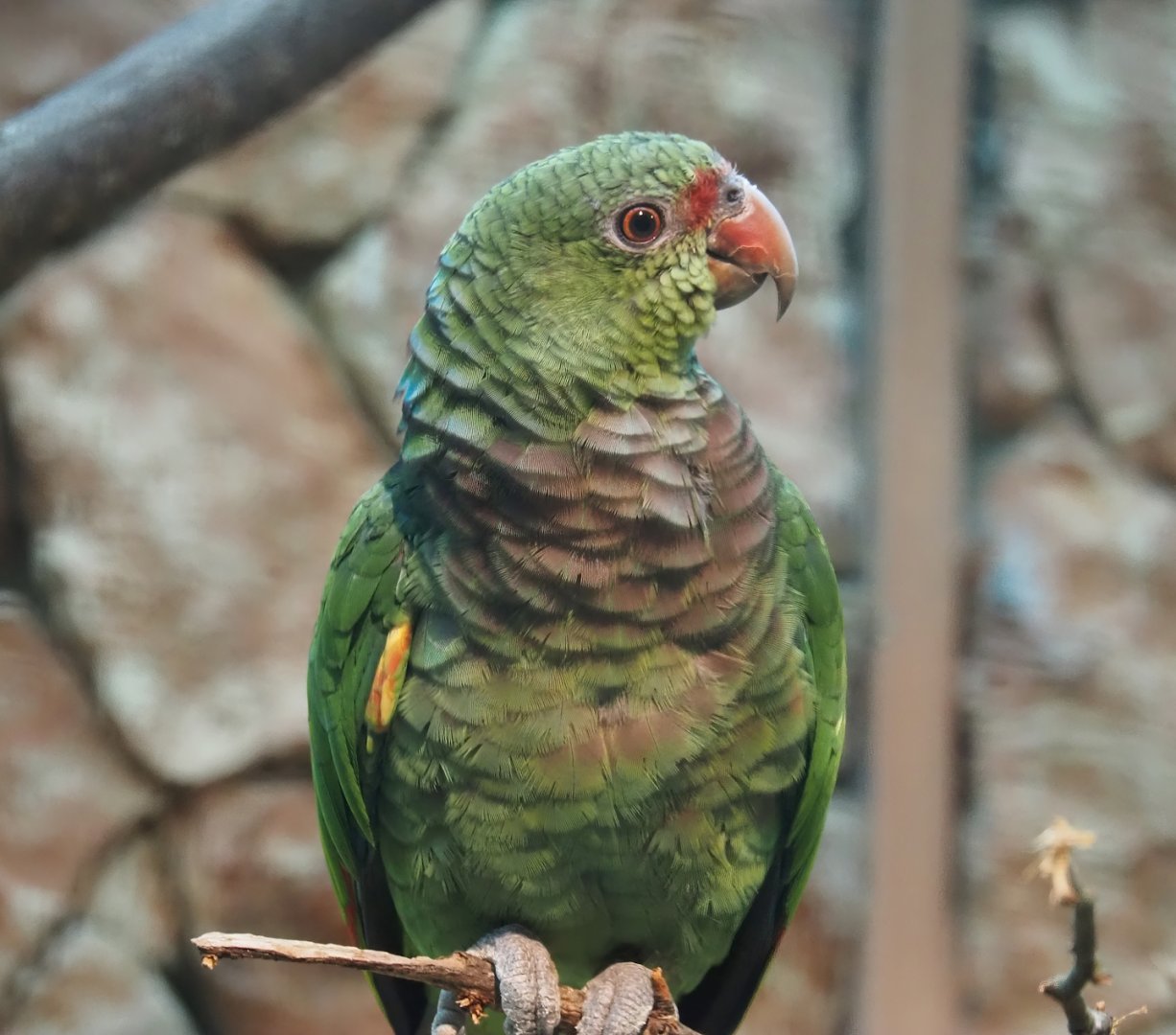 Vinaceous-breasted amazon (Amazona vinacea), 2024-05-22