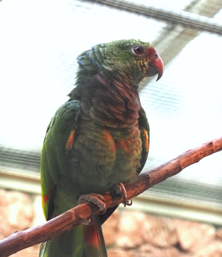 Vinaceous-breasted amazon (Amazona vinacea), 2024-05-23