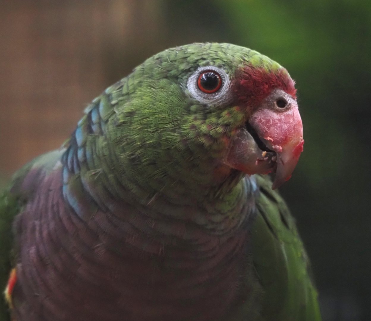 Vinaceous-breasted amazon (Amazona vinacea), 2024-09-17