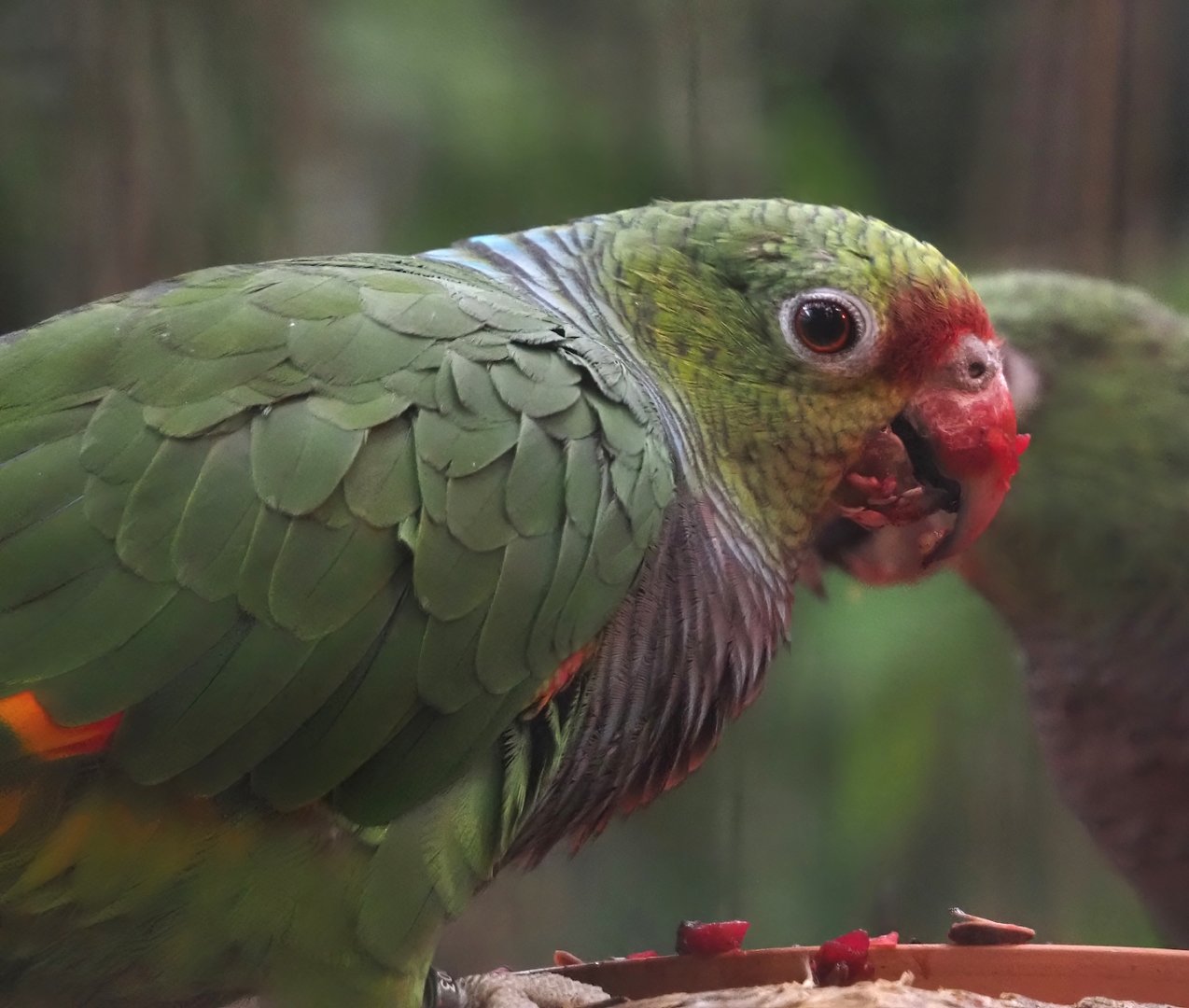 Vinaceous-breasted amazon (Amazona vinacea), 2024-09-17