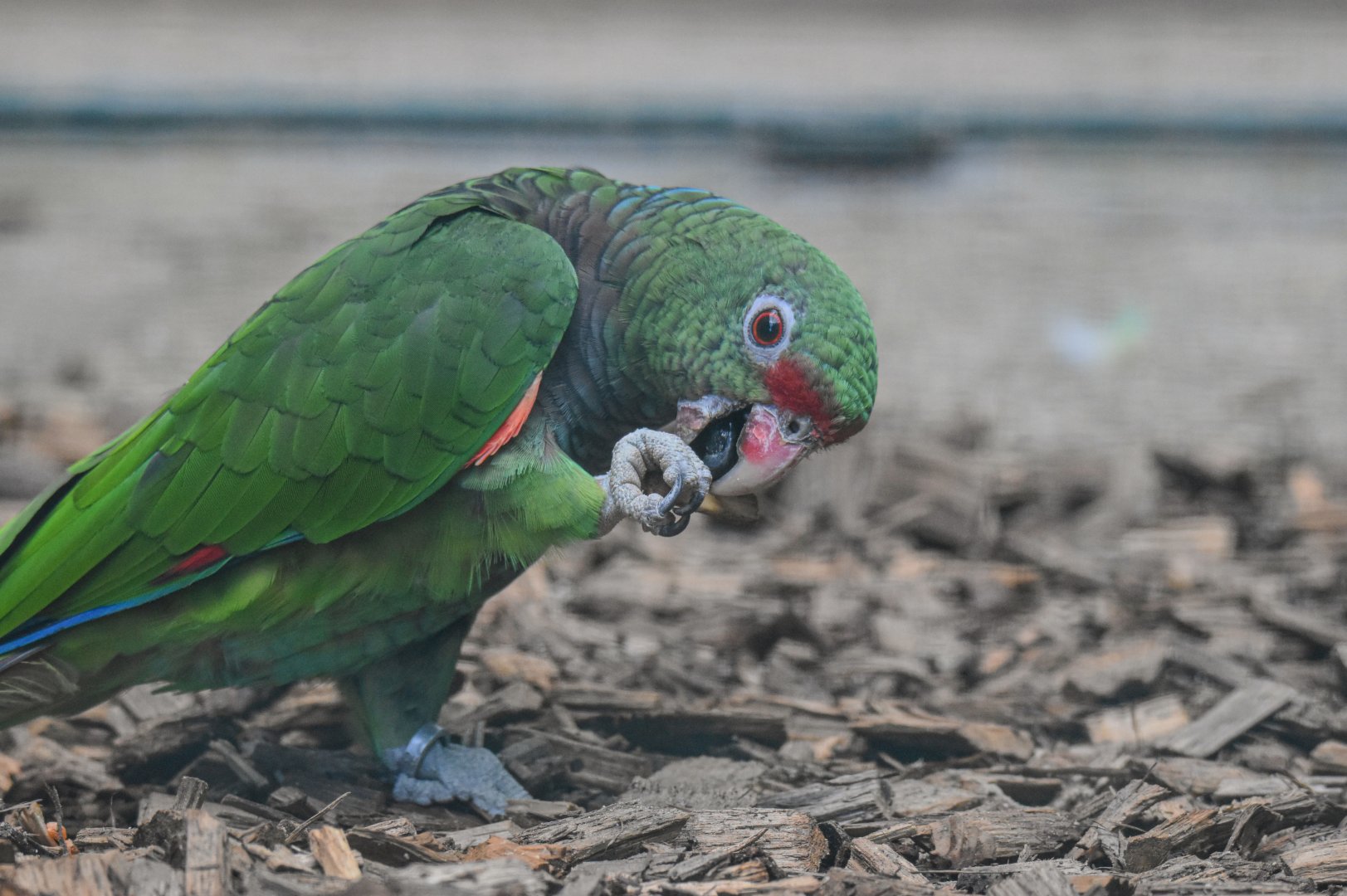 Vinaceous-breasted amazon (Amazona vinacea) - Bioparc de Genève