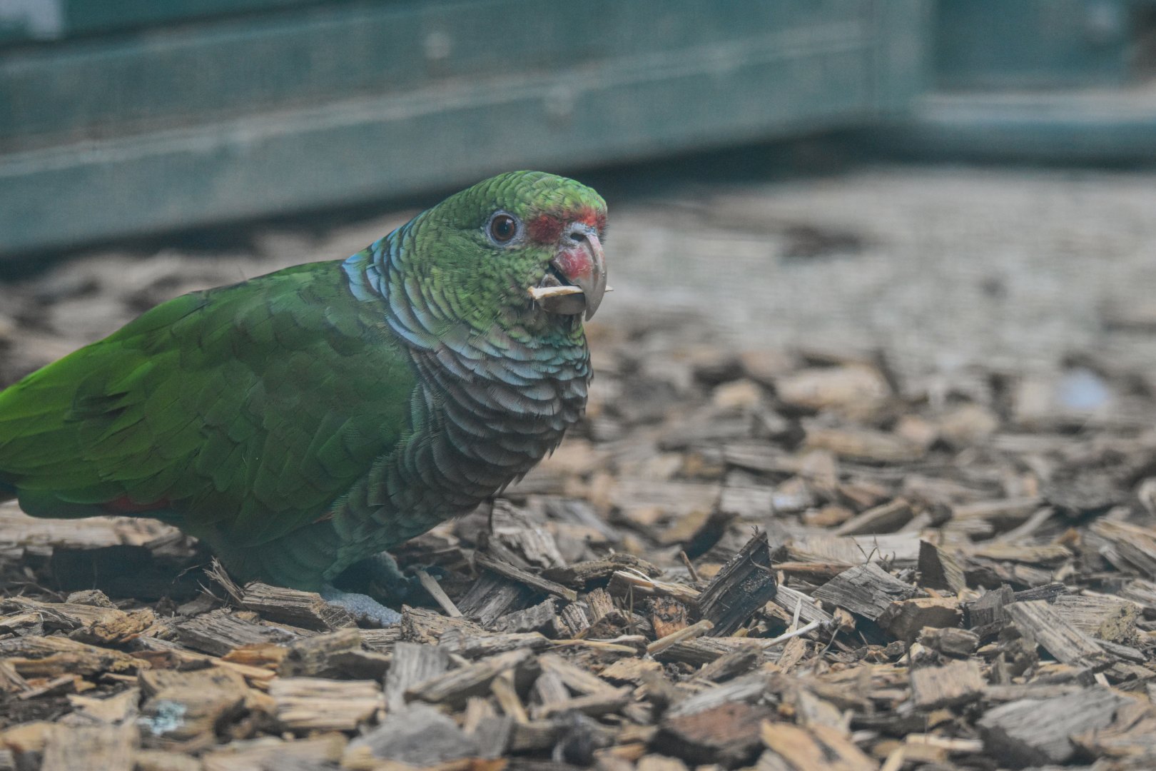 Vinaceous-breasted amazon (Amazona vinacea) - Bioparc de Genève