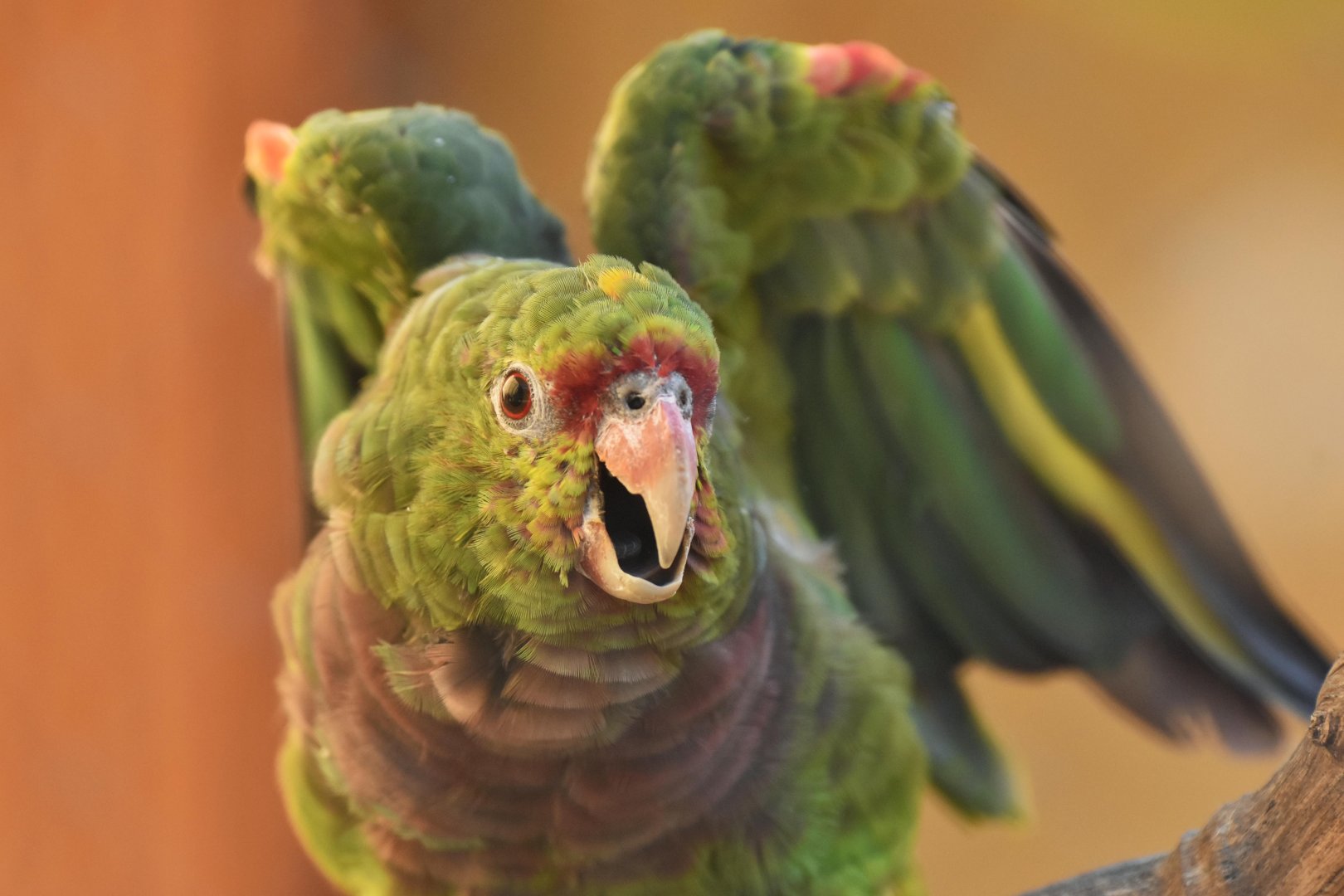 Vinaceous-breasted amazon (Amazona vinacea)