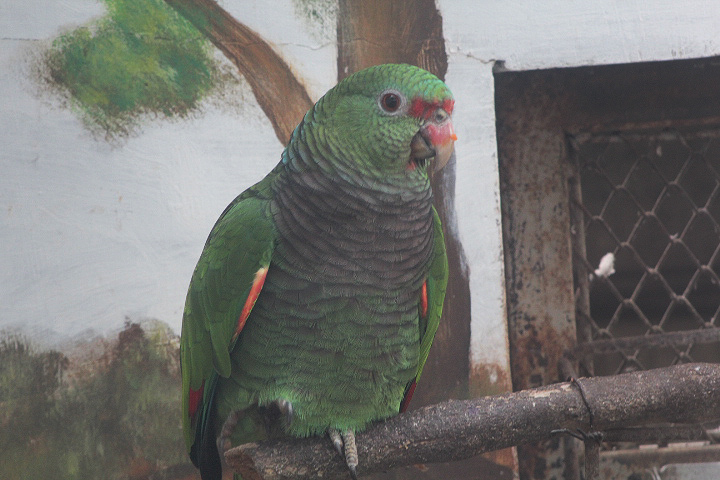Vinaceous-breasted amazon (Amazona vinacea)