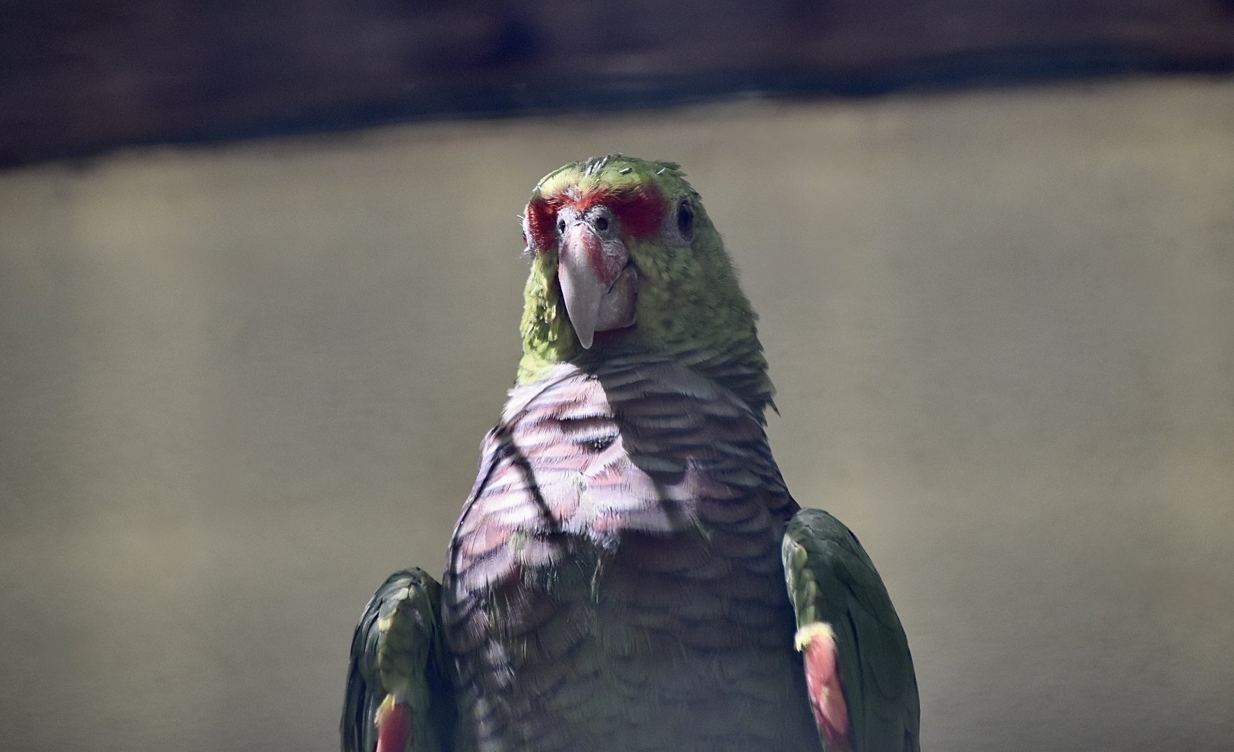Vinaceous-Breasted Amazon (Amazona vinacea)