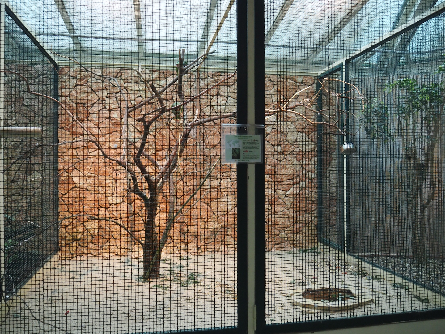 Vinaceous-breasted amazon aviary, 2024-05-22