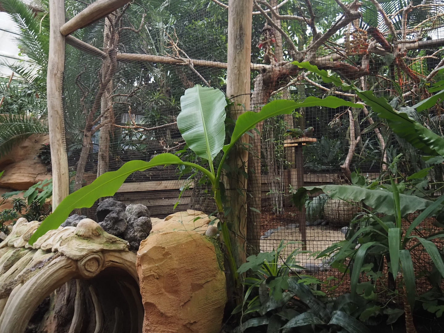 Vinaceous-breasted amazon aviary, 2024-09-17