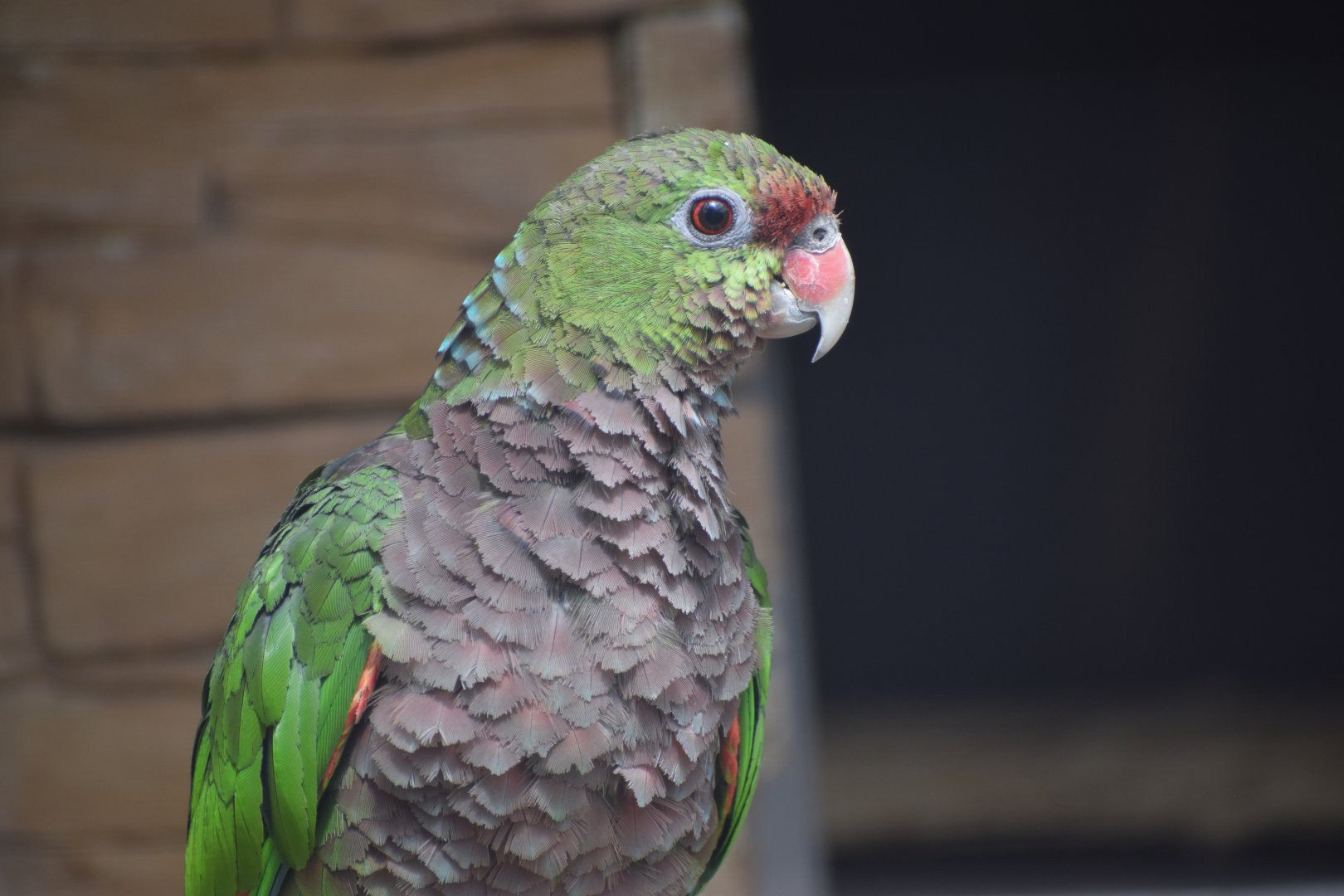 Vinaceous-breasted amazon - Papouščí Zoo Bošovice