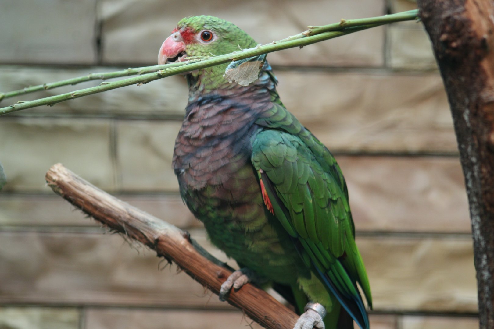 Vinaceous-Breasted Amazon