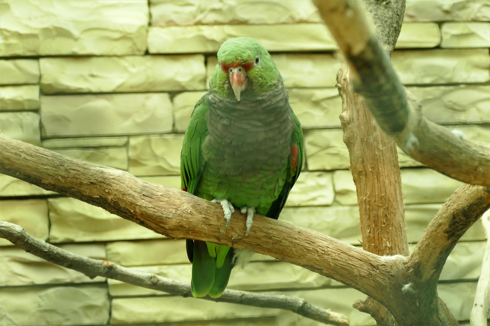 Vinaceous-breasted amazon