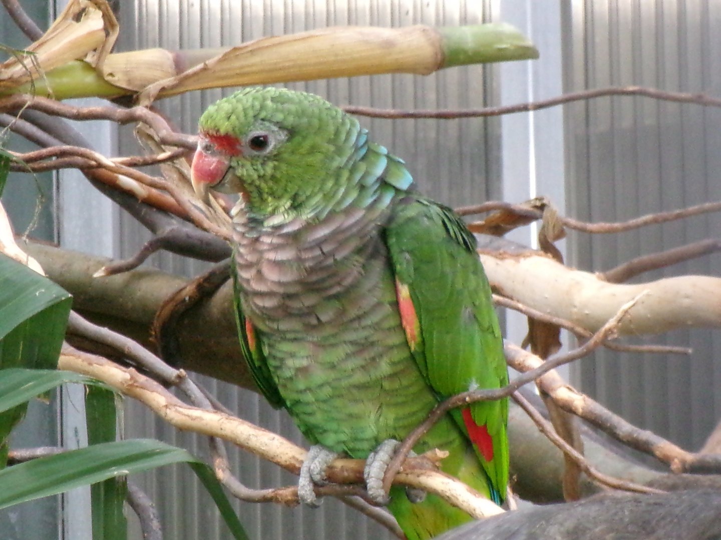 Vinaceous-breasted amazon