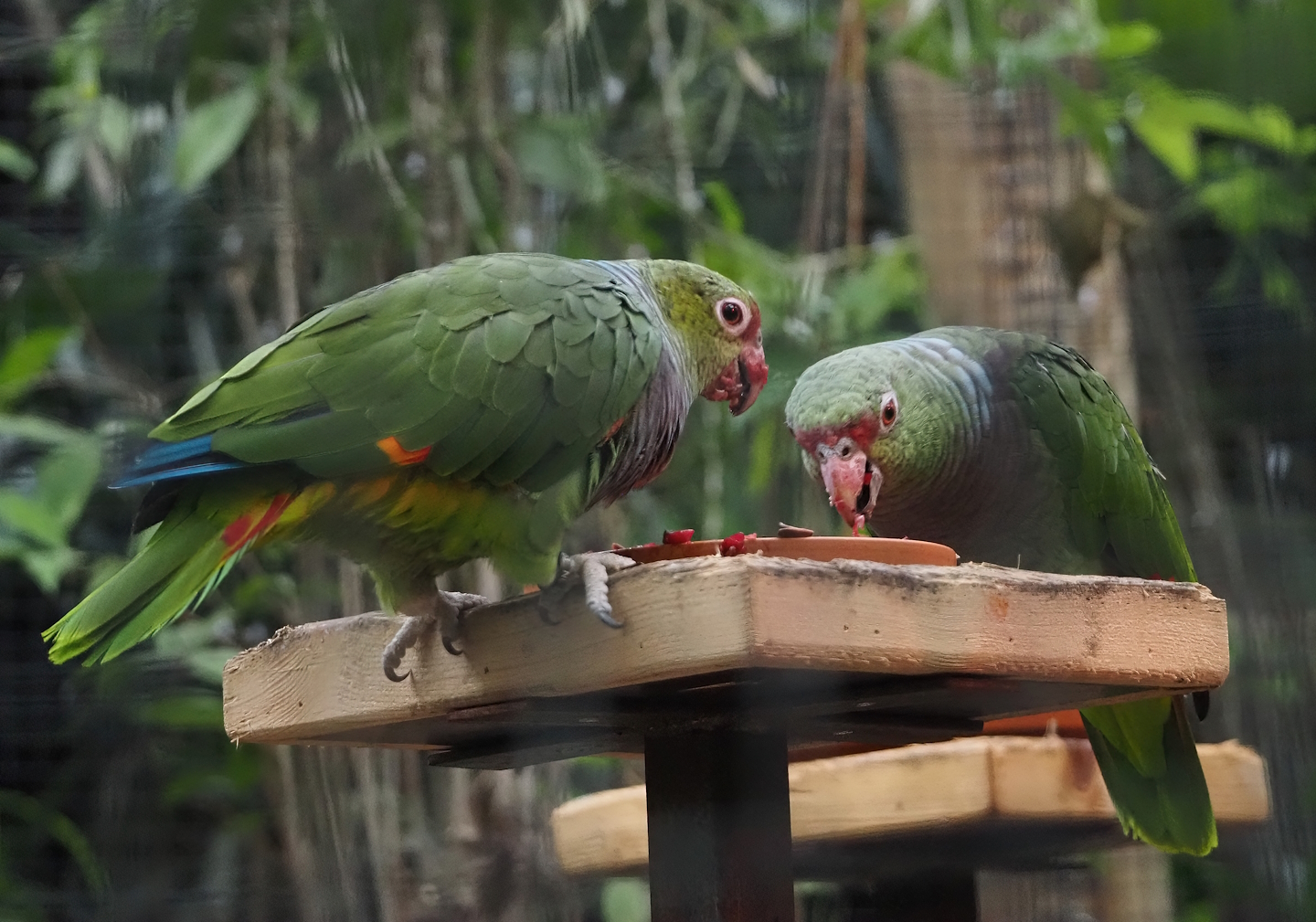 Vinaceous-breasted amazons (Amazona vinacea), 2024-09-17