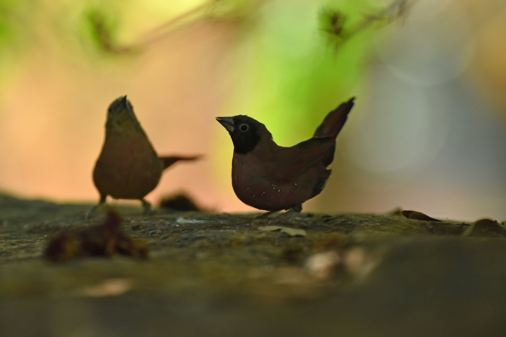Vinaceous firefinch (Lagonosticta larvata vinacea)