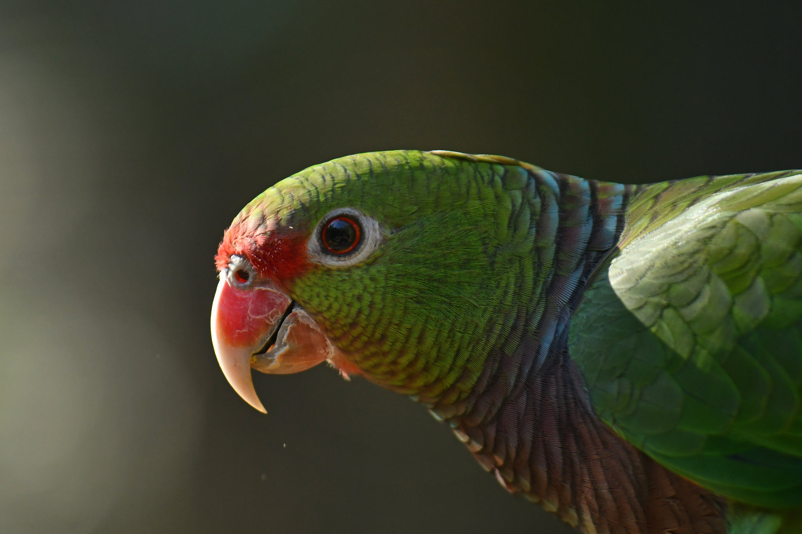 Vinaceous Parrot Amazona vinacea