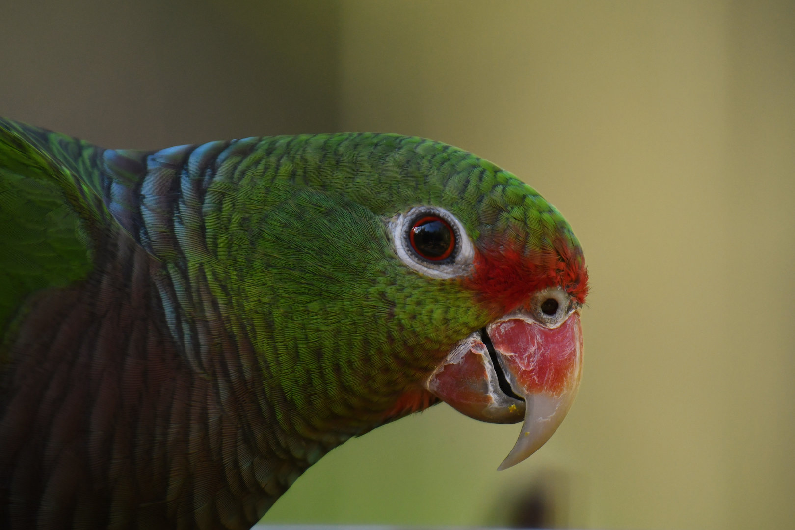 Vinaceous Parrot Amazona vinacea