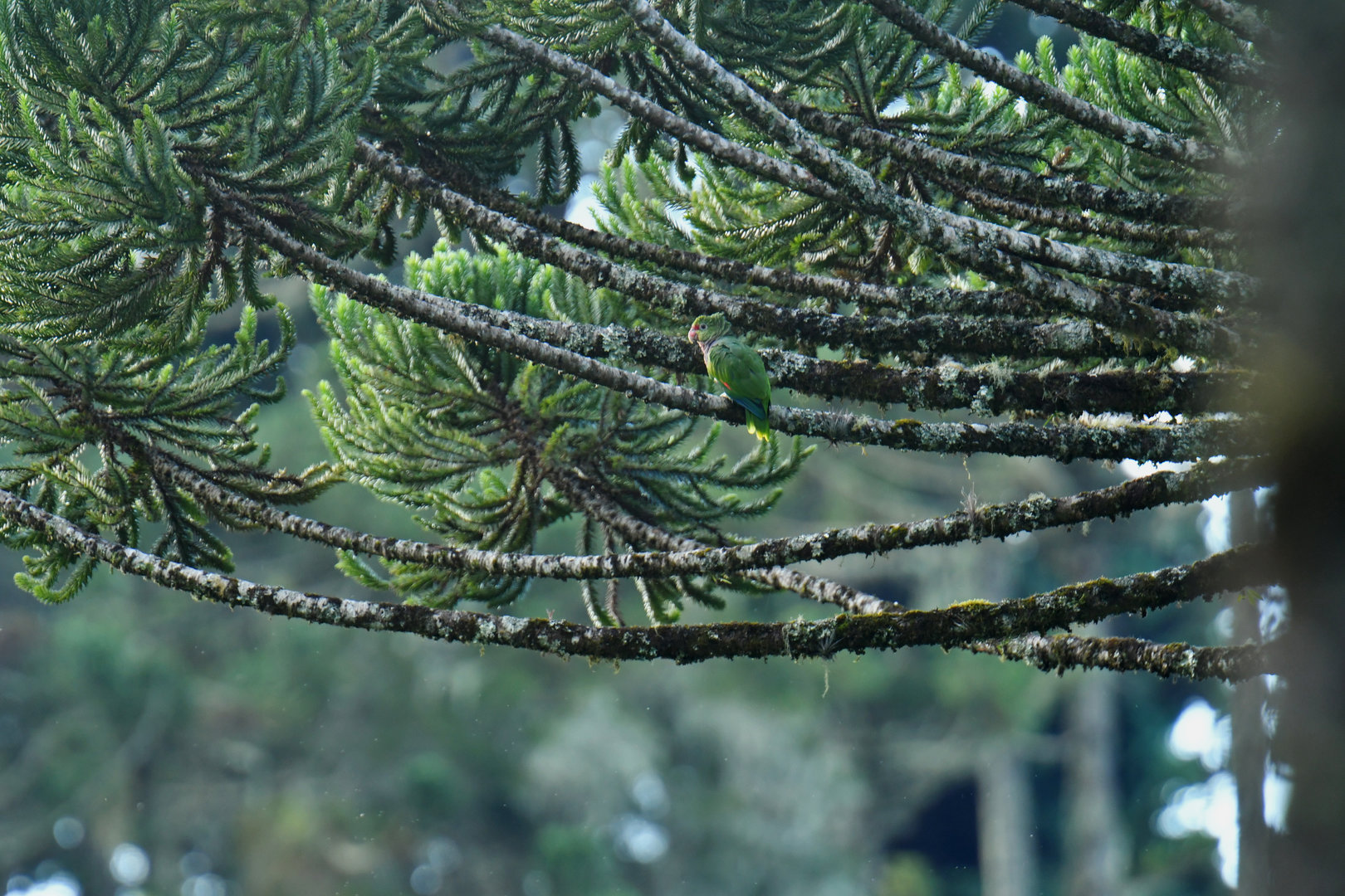 Vinaceous Parrot Amazona vinacea