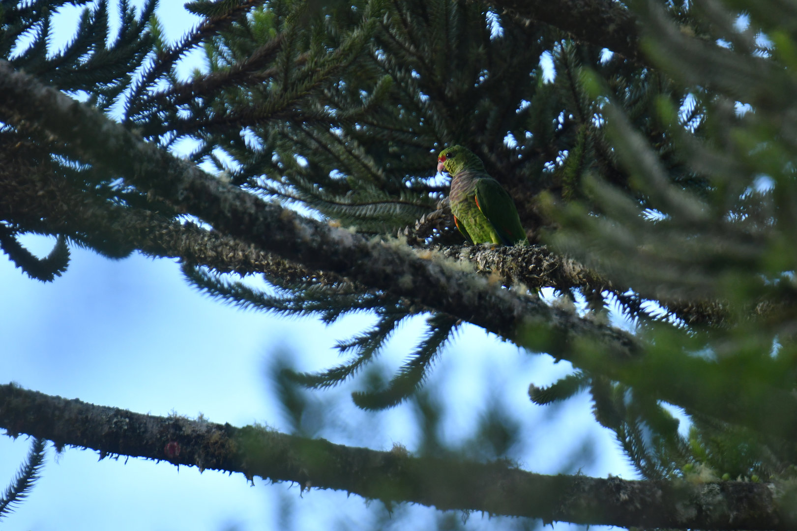 Vinaceous Parrot Amazona vinacea