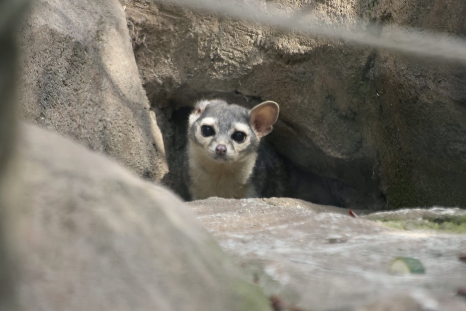 Vincent - Cacomistle