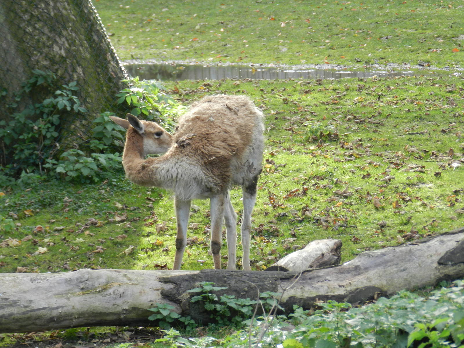 Vincuna at Flamingo Land - 14/10/2012