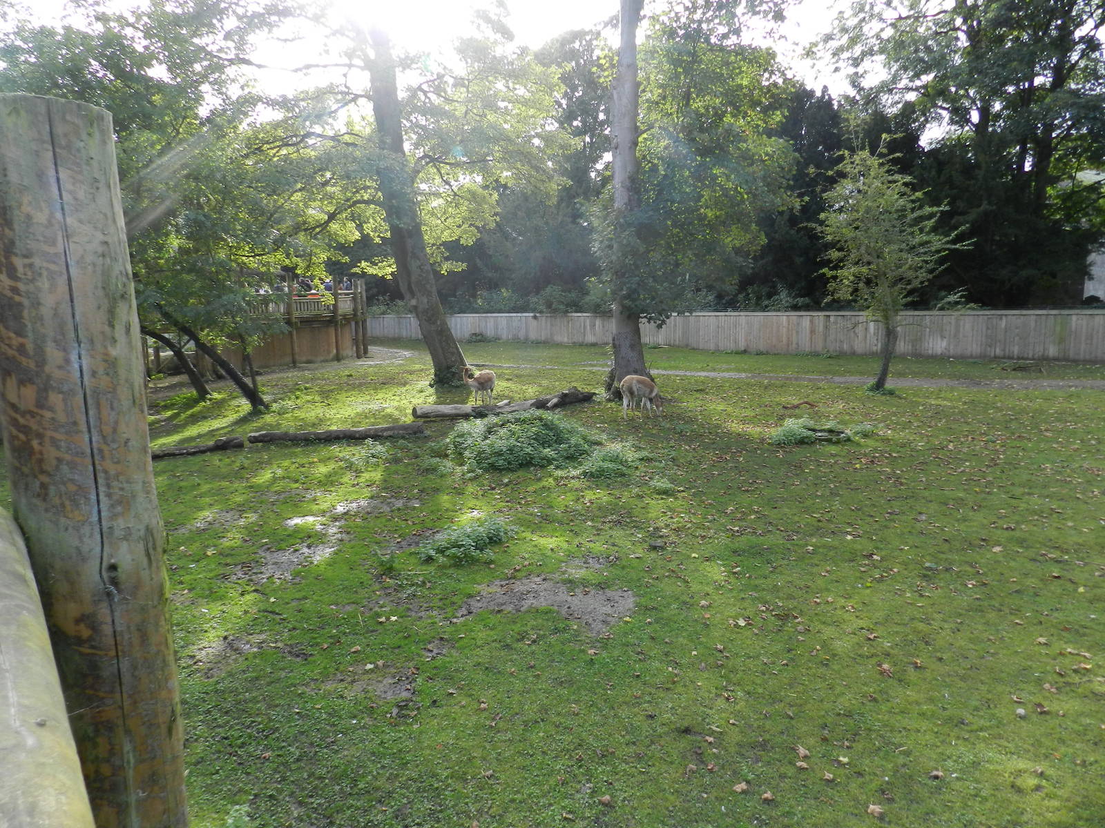 Vincuna Enclosure at Flamingo Land - 14/10/2012