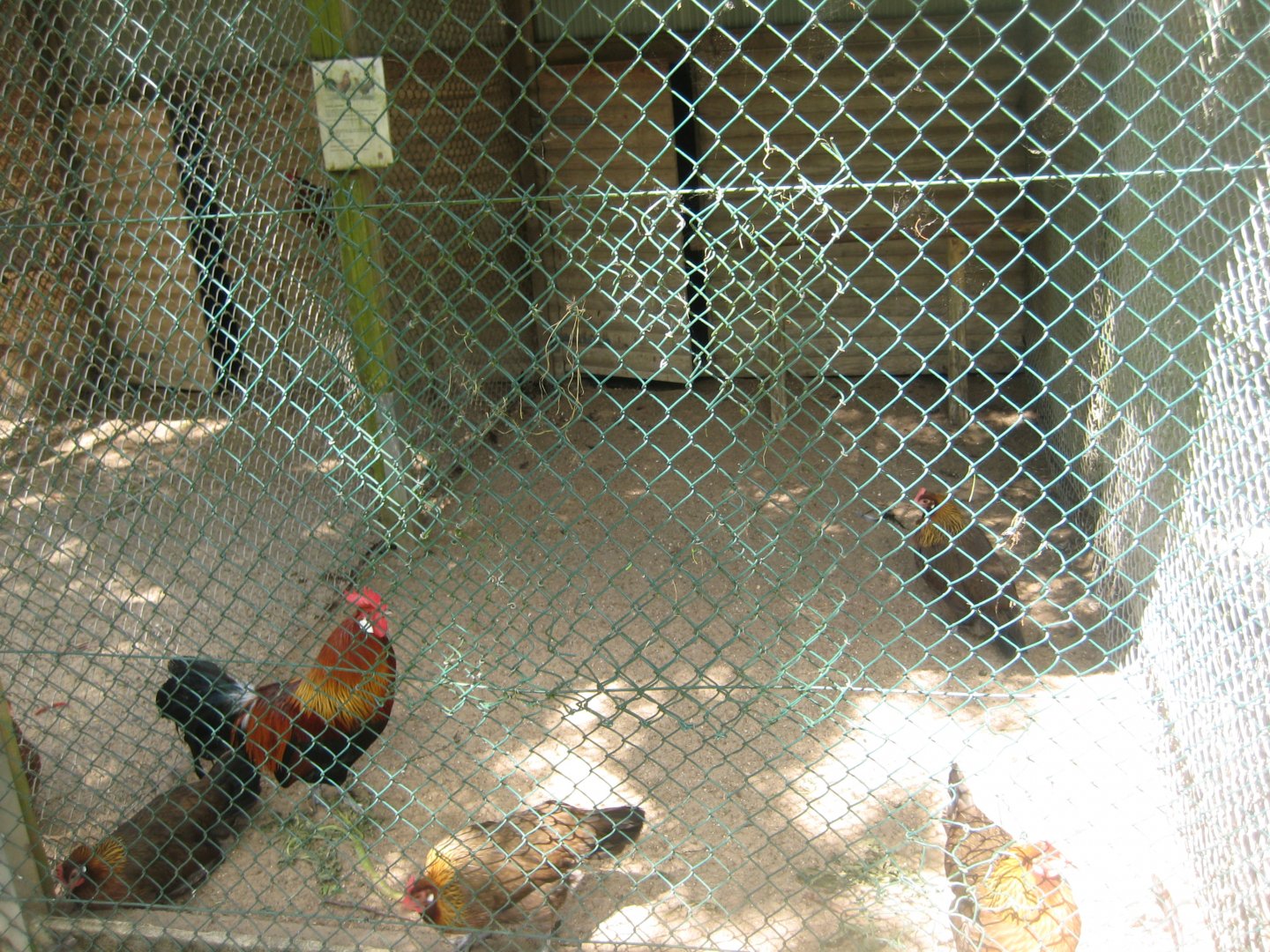 Vinderup Anlæg - Chicken aviary #1